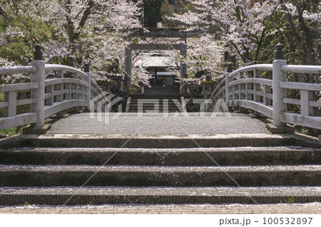 220416護国神社z019 220416護国神社z019 100532897