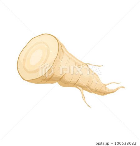 parsnip root slice cartoon vector illustration 100533032