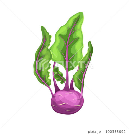 kohlrabi purple cartoon vector illustration 100533092