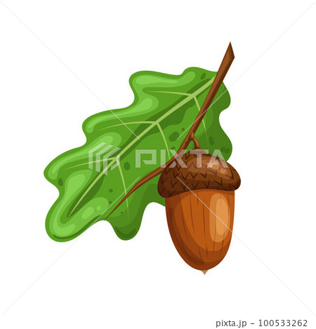 acorn oak leaf cartoon vector illustration acorn oak leaf cartoon vector illustration 100533262