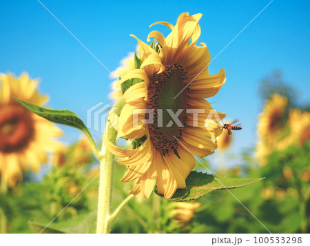 Sunflower and bee in the sunflower field 100533298
