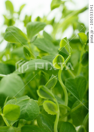 豆苗 白バック 豆苗 白バック 100533341
