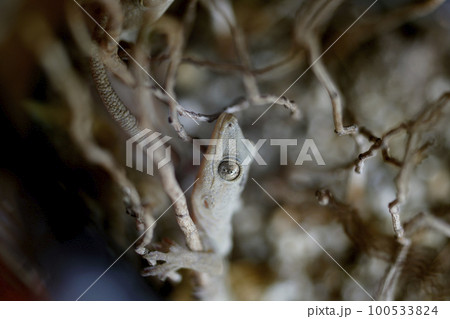 ヤモリ 100533824
