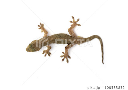 ヤモリ 100533832