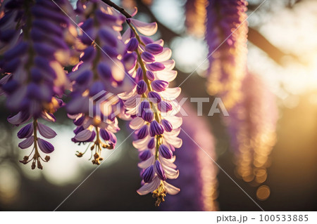 朝日を浴びる藤の花 100533885