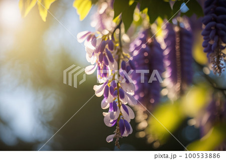 朝日を浴びる藤の花 100533886