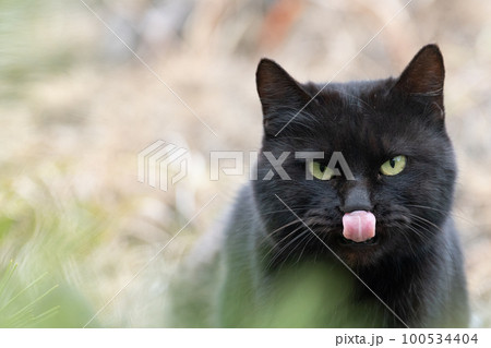 見つめる黒猫 見つめる黒猫 100534404