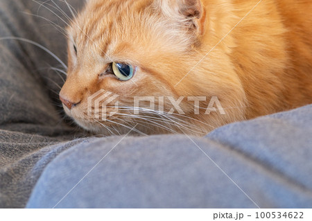 見つめる猫 茶トラ猫 見つめる猫 茶トラ猫 100534622