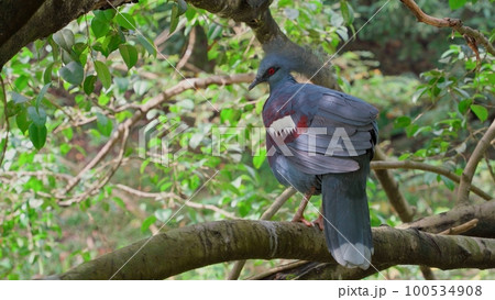 A young peacock with a beautiful crest sits on a tree branch 100534908