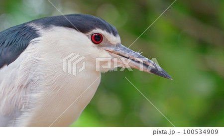 Close-up of a lone exotic bird sitting motionless 100534909