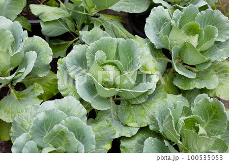 Gren cabbages growing in pots Gren cabbages growing in pots 100535053