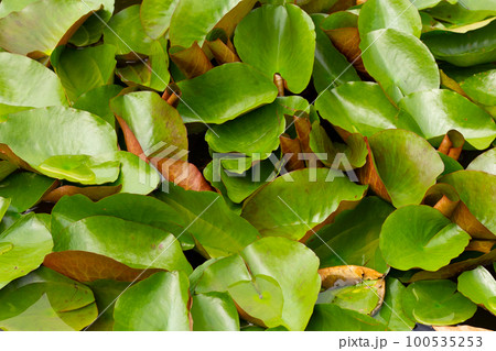 Beautiful blooming lotus flower with leaves, Waterlily pond 100535253
