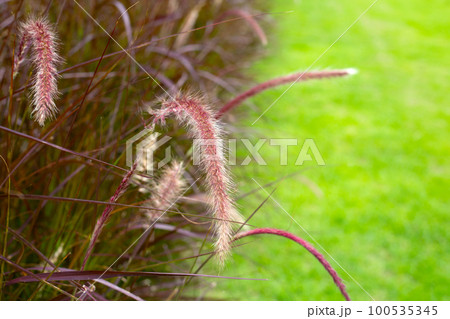 Fountain grass or pennisetum alopecuroides Fountain grass or pennisetum alopecuroides 100535345