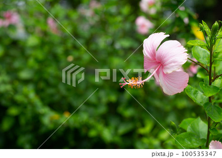 Blossom of pink hibiscus flower on tree 100535347