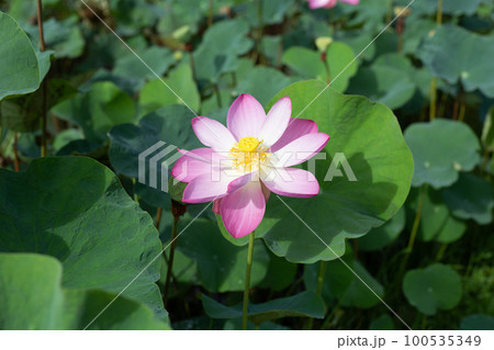 Pink lotus flower blooming in pond with green leaves Pink lotus flower blooming in pond with green leaves 100535349