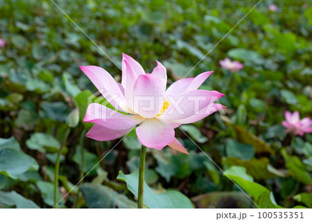 Pink lotus flower blooming in pond with green leaves 100535351