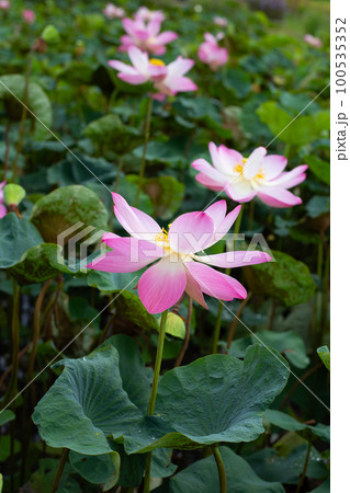 Pink lotus flower blooming in pond with green leaves 100535352
