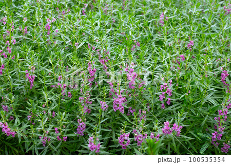 Beautiful angelonia goyazensis benth in the park Beautiful angelonia goyazensis benth in the park 100535354
