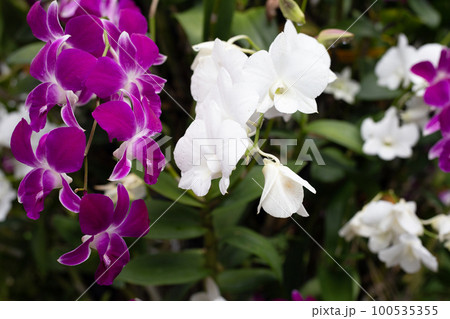 Beautiful purple and white orchid flower in the garden Beautiful purple and white orchid flower in the garden 100535355