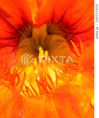 Orange Bloomed Nasturtium in Garden Orange Bloomed Nasturtium in Garden 100535930