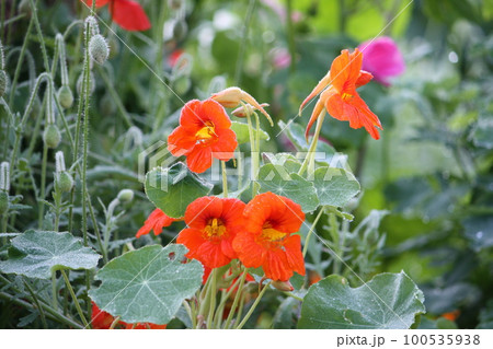 Orange Bloomed Nasturtium in Garden 100535938