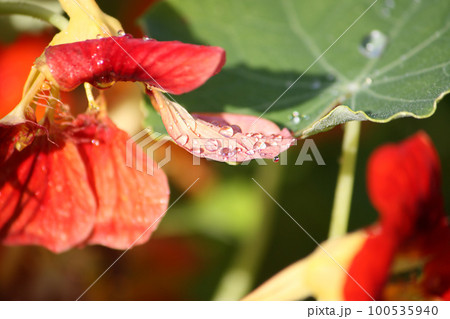Orange Bloomed Nasturtium in Garden 100535940