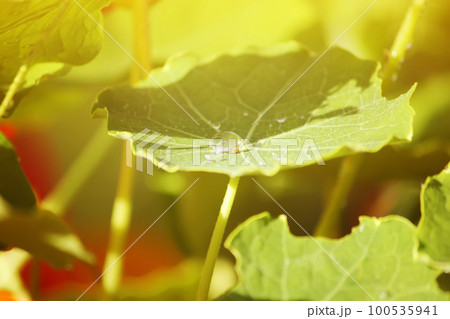 Nasturtium green leaves Nasturtium green leaves 100535941