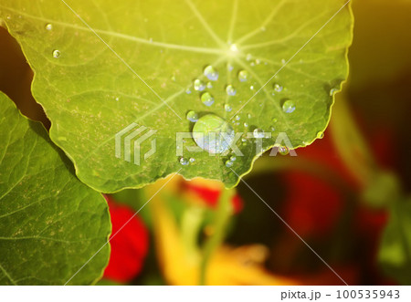 Nasturtium green leaves Nasturtium green leaves 100535943