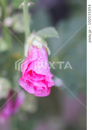 Blooming pink mallow flowers (Malva alcea, cut-leaved mallow, vervain mallow or hollyhock mallow) in summer garden. 100535954