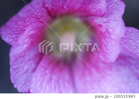 Blooming pink mallow flowers (Malva alcea, cut-leaved mallow, vervain mallow or hollyhock mallow) in summer garden. 100535965