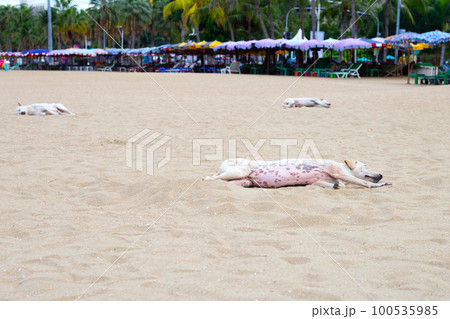 Dogs sleeping on the beach. Pattaya, Thailand. Dogs sleeping on the beach. Pattaya, Thailand. 100535985