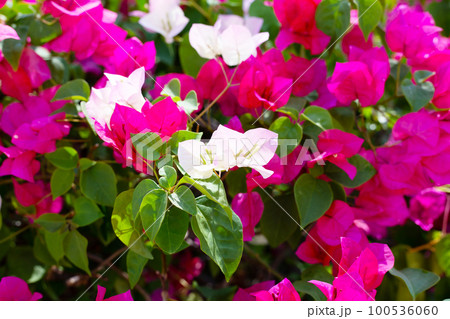 Beautiful bougainvillea flowers with green leaves Beautiful bougainvillea flowers with green leaves 100536060