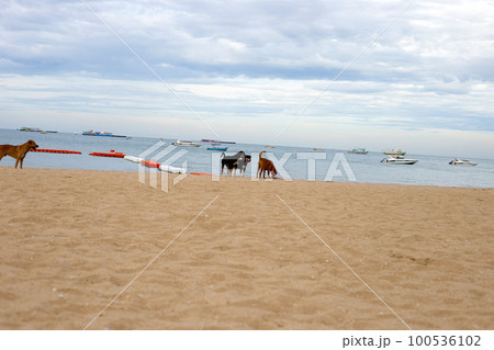 Dogs walking on the beach. Pattaya, Thailand 100536102