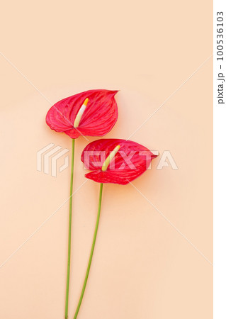 Flamingo flower or pigtail anthurium 100536103