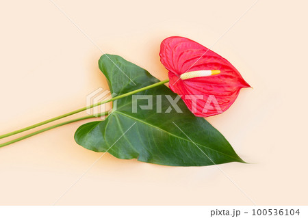 Flamingo flower or pigtail anthurium 100536104