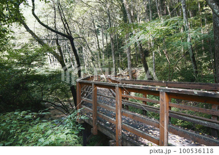 夏に訪れた高尾山の遊歩道、雑木林を縫う風が心地よく木漏れ日がサヤサヤ動く 夏に訪れた高尾山の遊歩道、雑木林を縫う風が心地よく木漏れ日がサヤサヤ動く 100536118