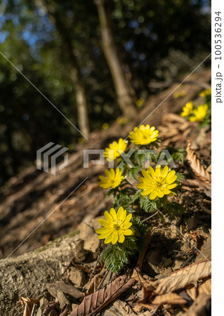 早春の山中で伸びるフクジュソウ 早春の山中で伸びるフクジュソウ 100536294