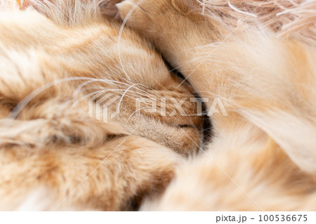 眠る猫　茶トラ猫 100536675