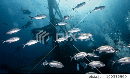 HTMS Chang wreck ship with school of jack fish HTMS Chang wreck ship with school of jack fish 100536960