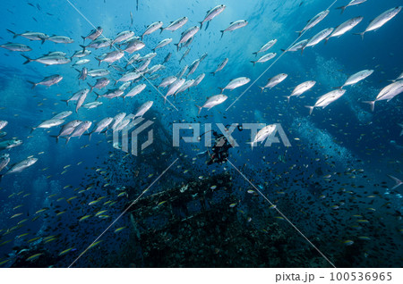 HTMS Chang wreck ship with school of jack fish 100536965