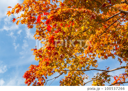 【京都の景観】嵐山付近の紅葉 100537266