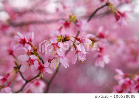 オカメザクラ 100538089