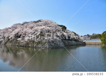 国宝　彦根城　満開の桜 100538235
