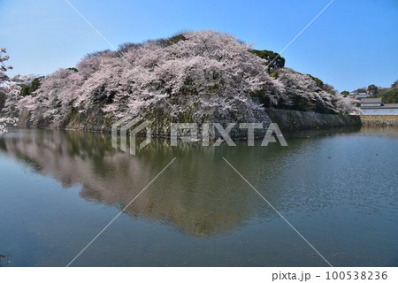 国宝　彦根城　満開の桜 100538236