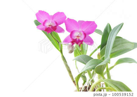 カトレア ピンク色の花 ミニパープル リトルプリンセス 明るい背景 カトレア ピンク色の花 ミニパープル リトルプリンセス 明るい背景 100539152