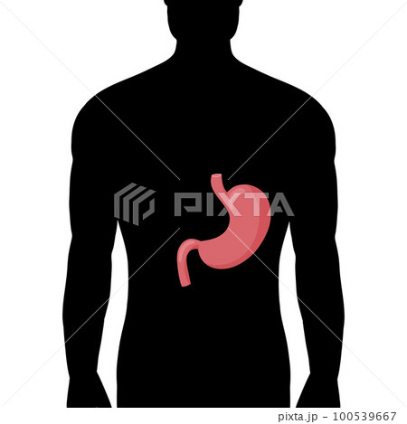 Human stomach anatomy in silhouette male body. Human stomach anatomy in silhouette male body. 100539667