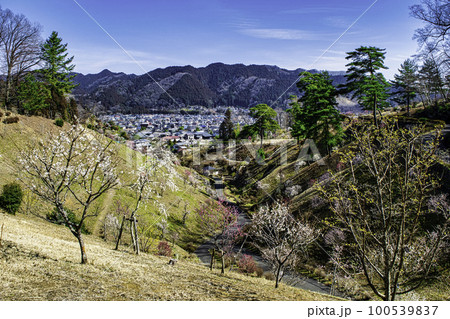 東京都 青梅市 吉野梅郷 梅まつりの復活 東京都 青梅市 吉野梅郷 梅まつりの復活 100539837