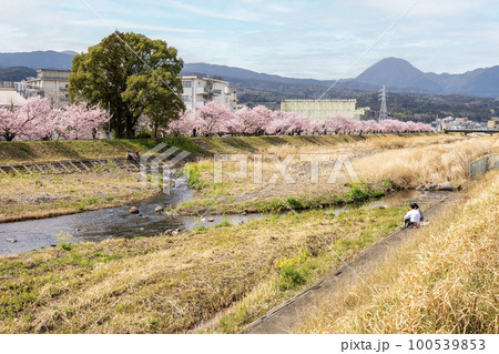 春めき桜 春木径・幸せ道桜まつり 春めき桜 春木径・幸せ道桜まつり 100539853