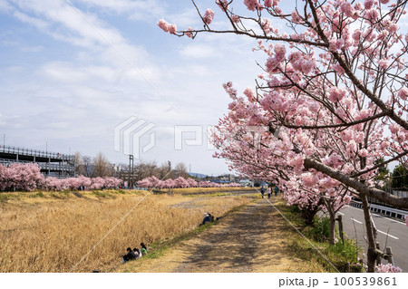 春めき桜 春木径・幸せ道桜まつり 春めき桜 春木径・幸せ道桜まつり 100539861