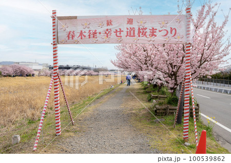 春めき桜　春木径・幸せ道桜まつり 100539862